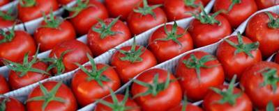 Марокканские помидоры могут перестать ввозить в Россию из-за вируса