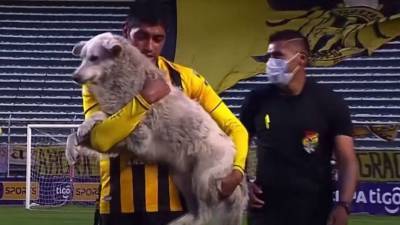 Футболист Рауль Кастро приютил чуть не сорвавшего матч бездомного щенка