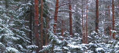 К началу зимы лесные платежи в Карелии выросли на 4%