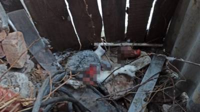 «Это же чупакабра»: в Сызрани неведомый монстр рвет кроликов на части и пьет кровь