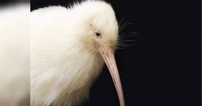 Вдохновляла творцов: особая птица киви умерла в Новой Зеландии