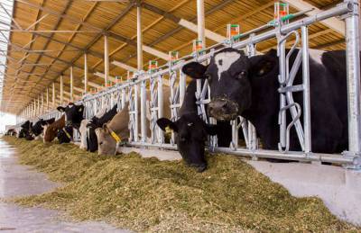 Агропродсервис инвестировал €1,8 млн в обновление молочного поголовья