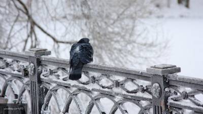 Синоптик рассказал о рекордно теплой зиме в Петербурге