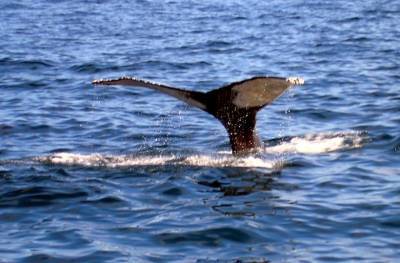 В Индийском океане записали песни ранее неизвестных синих китов