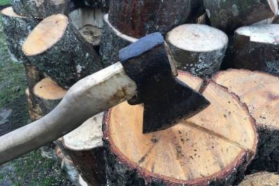В 4000 рублей обойдется смолянам незаконно срубленная елка