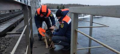 Спасатели достали собаку, застрявшую на мосту на севере Карелии (ФОТО)