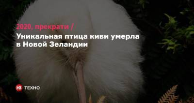 2020, прекрати. Уникальная птица киви умерла в Новой Зеландии