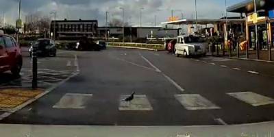 В Британии даже птицы соблюдают правила дорожного движения. Вот, например, голубь, который идет по переходу — видео