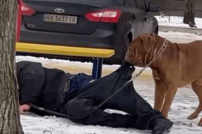 В Харькове пес волочил за штаны пьяного хозяина, уснувшего на снегу: видео