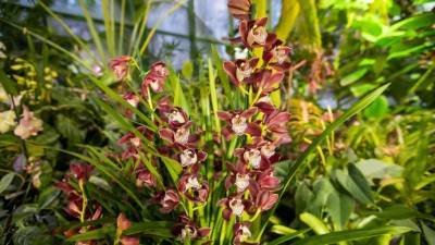 В Ботаническом саду МГУ представят тропические орхидеи со всего света
