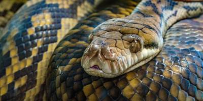 Не для слабонервных: спа в Каире предлагает массаж живыми змеями