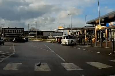 В Британии засняли прилежного голубя, который переходил дорогу по "зебре": видео