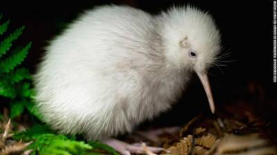 "Огромное благословение": мир потерял уникальную птицу Manukura