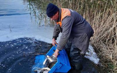 В Украине усиливают борьбу против рыбного браконьерства