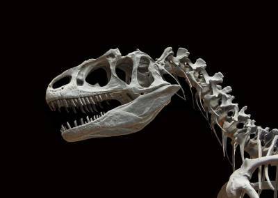 Настоящий дилофозавр оказался страшнее, чем в “Парке Юрского периода”