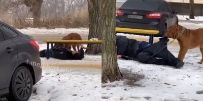 В Харькове пьяный мужчина уснул, выгуливая собаку. Та потащила его домой за штанину — видео