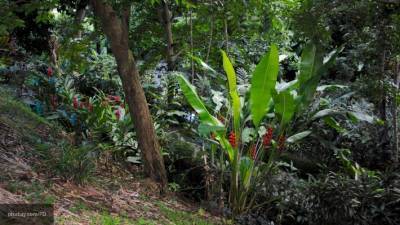 На Гавайях обнаружили новый вид растений