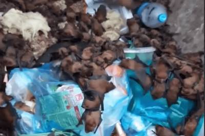 В Запорожье около 700 краснокнижных летучих мышей нашли живыми в мусорке: видео