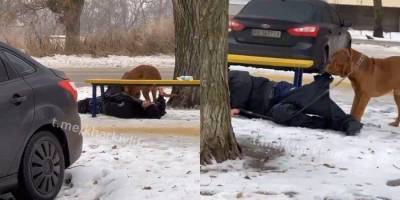 В Харькове пьяный мужчина уснул, выгуливая собаку. Та потащила его домой за штанину видео