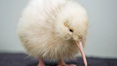 В Новой Зеландии после нескольких операций умерла редкая белая птичка киви