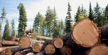 Предприниматель из Кадникова за незаконную рубку леса дорого заплатит