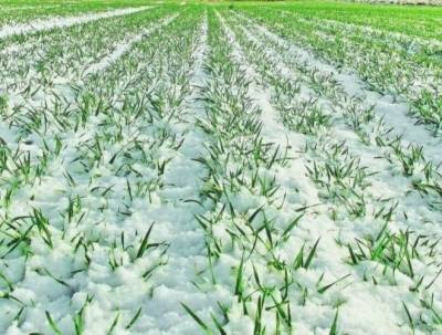 В Коми зимовка зерновых культур в декабре проходит при хороших условиях