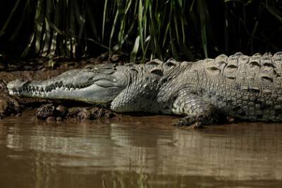 Крокодилы убили беременную женщину и школьника