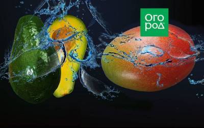 Как выбрать и правильно дозарить авокадо и манго
