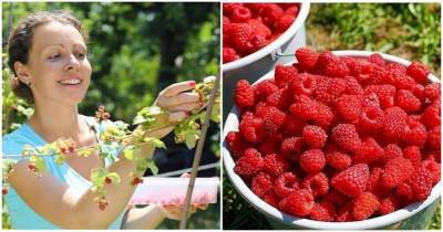 6 нехитрых правил, как сделать малинник плодоносящим и собирать ягоды ведрами