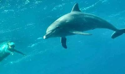 Смертельная болезнь дельфинов вызвана изменениями климата