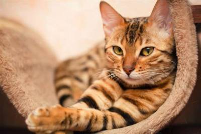 Ученые выяснили, почему у людей появляется аллергия на кошек