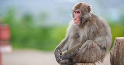 Ученые обнаружили еще одну схожую черту между человеком и обезьяной - focus.ua