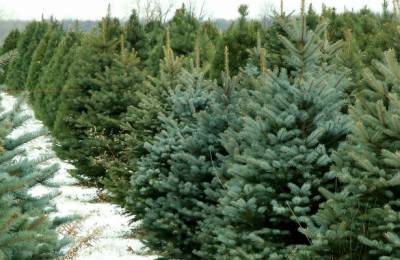 Петербуржцы смогут сдать ненужные елки после праздников
