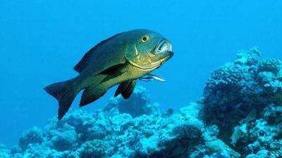 У побережья Австралии поймали старейшую тропическую рыбу
