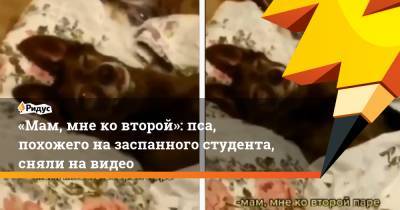 «Мам, мне ко второй»: пса, похожего на заспанного студента, сняли на видео
