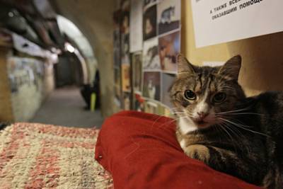 Француз завещал наследство котам из российского музея