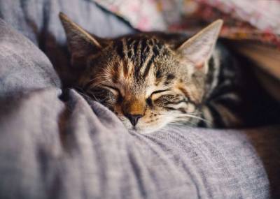 Установлено, что домашние кошки могут быть бессимптомными носителями коронавируса