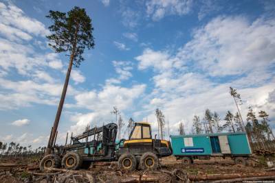 Расследование уголовного дела по факту незаконной рубки леса в Карегодском заказнике затягивается