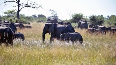 Власти Намибии выставили на продажу 170 диких слонов