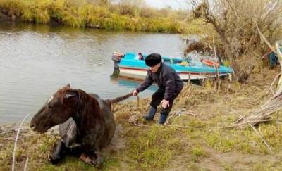 В Тюменской области несколько часов вытаскивали лошадь из воды