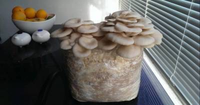 Как в домашних условиях вырастить грибы и собрать хороший урожай