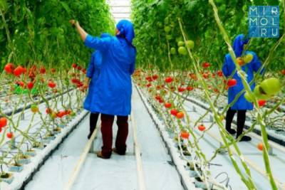 В развитие сельского хозяйства Дагестана из бюджета выделено 2,4 млрд рублей