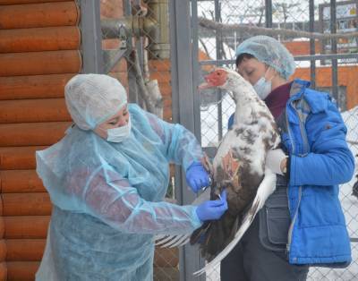 Птицы сахалинского зоопарка прошли диспансеризацию