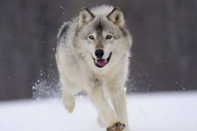 На Прикарпатье в одном из сел волки начали нападать на домашних собак
