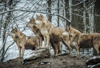 Жители украинского Прикарпатья страдают от нашествия волков
