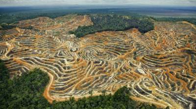 Масштабы вырубки лесов Амазонии достигли максимума за 12 лет