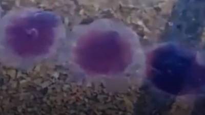 Косяк фиолетовых медуз сняли на видео в Приморье