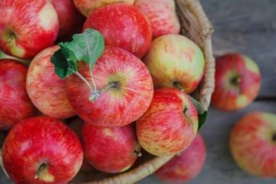 Осенью 2020 года в Крыму собрали больше урожая яблок