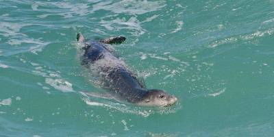 Редкий гость: у берегов Герцлии видели тюленя