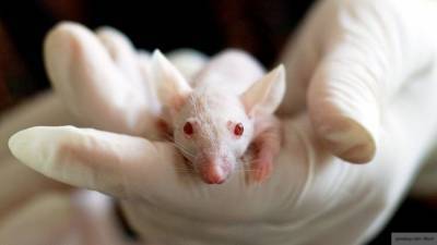 Биологи впервые избавили мышей от глаукомы - newinform.com